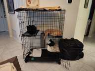 Elvis (the big black one) and Buster (the blonde tabby) viewed him as some sort of curiosity. Elvis would eventually assume more of a parental role, while Buster morphed into Charlie's big brother.