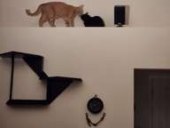 Buster seemed almost dejected the day Charlie finally made it to the ledge in the livingroom.  That had been pretty much Buster's private domain. No longer.